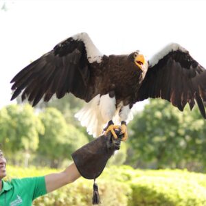 Creek Park Exotic Bird Show