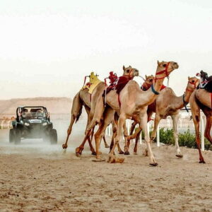 Camel Desert Ride